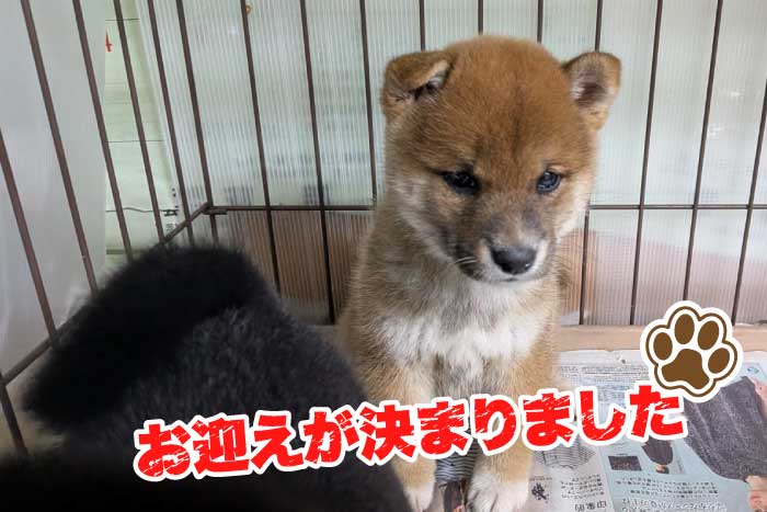 売却済み